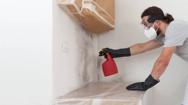 Professional Basement Mold Remediation technician working in Longwood, FL